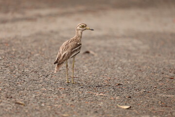 Thick Knee