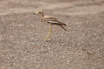 Thick Knee