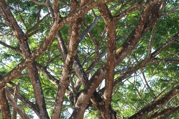 Intersecting Tree Branches Canopy with Sunlight and Green Leaves