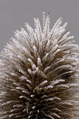 Frosted Thistle Close-Up