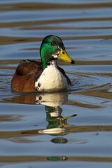 Mallard Duck on Calm Lake