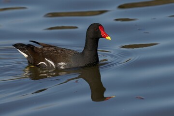 Moorhen with Red and Yellow Beak on Lake