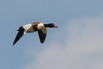 A shelduck in flight