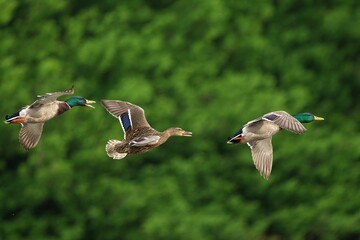Mallard ducks in flight against green backdrop.