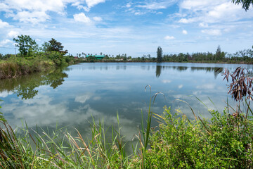 Rural Pond View with Cloud Reflections