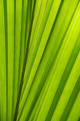 Vibrant Green Lines of Nature Abstract.