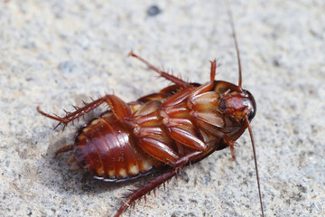 Cockroaches like to live in the house, especially in the kitchen and bathroom.