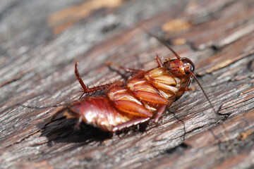 Cockroaches like to live in the house, especially in the kitchen and bathroom