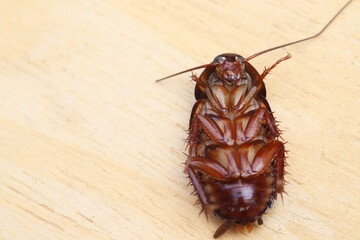 Cockroaches like to live in the house, especially in the kitchen and bathroom