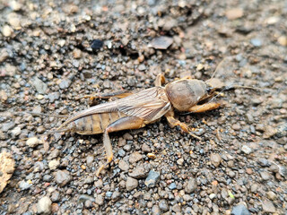 This close-up photo shows a groundhog (Gryllotalpa spp.) with a detailed brown body and strong digging legs, hiding among gravel and soil, perfect for an insect photography collection.