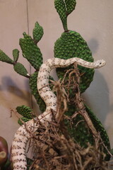 Snake On a Cactus