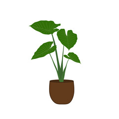 Vector ornamental plants complete with pots as decoration