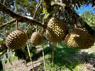 Durian fruit hanging on the branches of durian trees, the durian fruit is ready for harvest.