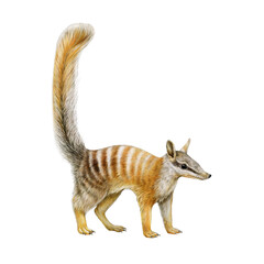 Cute funny numbat Australian animal. Realistic watercolor illustration on white background. Myrmecobius fasciatus marsupial Australia endemic mammal. Small banded anteater side view