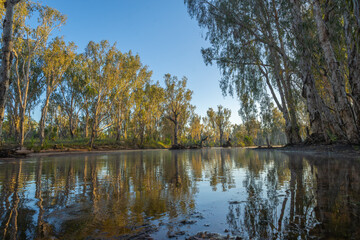 Western Australia bush and riverside trees reflected in river with sun breaking through illuminating in bright yellow pandanus leaves hanging over water