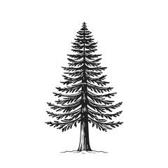 Winter Pine Tree Drawing – Cold Season Nature Illustration

