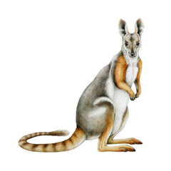 Yellow-footed rock-wallaby watercolor realistic illustration. Petrogale xanthopus Australian kangaroo native marsupial mammal. Hand drawn wallaby side view isolated on white background