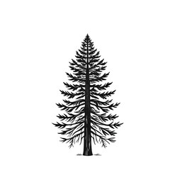 Detailed Evergreen Spruce Tree Drawing – Isolated Winter Illustration

