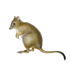Woylie hand drawn watercolor illustration on white background. Brush-tailed bettong Australian native marsupial endemic mammal. Bettongia penicillata endangered animal vintage style illustration