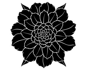 Marigold vector silhouette illustration isolated on white background