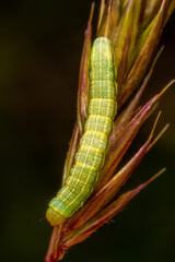 Macrophotography of a green caterpillar on a plant with dark background.