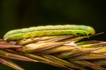 Macrophotography of a green caterpillar on a plant with dark background.