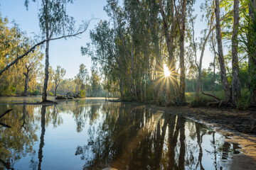 Western Australia bush and riverside trees reflected in river with sun breaking through illuminating in bright yellow pandanus leaves hanging over water