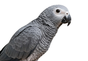 Obraz premium Isolated Portrait of a Grey Parrot