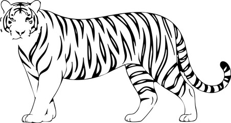 Lion vector illustration