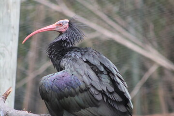 Ibis At a Zoo
