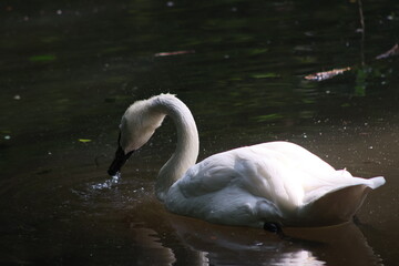 Diving Swan