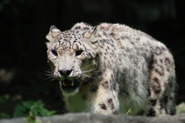 Snow Leopard Portrait