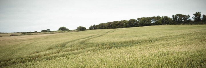 Flat design grain field is stretching across farmland under cloudy sky with tire tracks, tree line