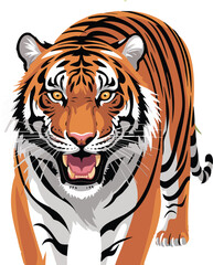 Cartoon Tiger Illustration