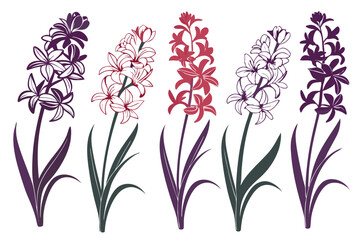 set of Hyacinth vector silhouette illustration isolated on white background