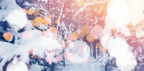 Snow covered trees during winter