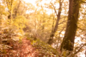 Naklejka premium Sunlight through trees in forest