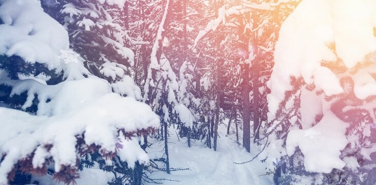 Fototapeta Scenic view of snow covered trees