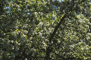 Full frame shot of flowering tree