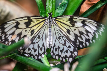 An 'idea leuconoe', or paper kite butterfly, rice paper butterfly, large tree nymph.