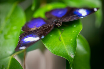 Great Eggfly Butterflies (Hypolimnas bolina)