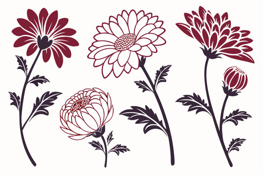 set of Chrysanthemum vector silhouette illustration isolated on white background