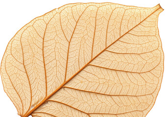Fototapeta premium Isolated Delicate Translucent Skeleton Leaf with Intricate Veins