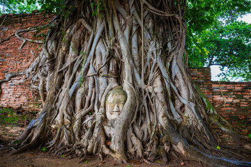 Head of Buddha statue in rainy day at the tree roots at Historical Park Wat Mahathat, Ayutthaya, Thailand.