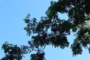 Looking Up Through the Canopy A Vivid Blue Sky Framed by Greenery