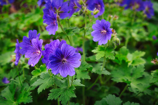 Flower of the magnificent cranesbill