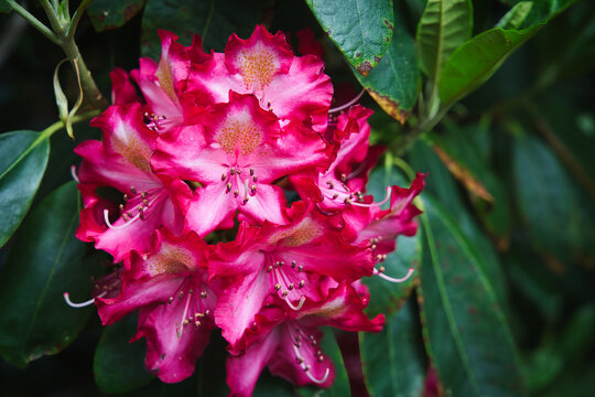 Rhododendron blooms in the park
