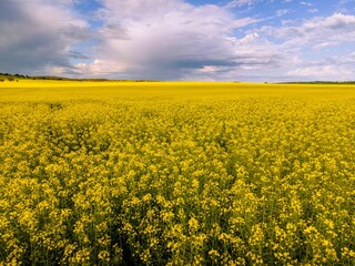 Fototapeta premium Aerial view of lush green and yellow fields under a dramatic cloudy sky in the countryside