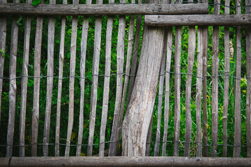 The tree in the fence