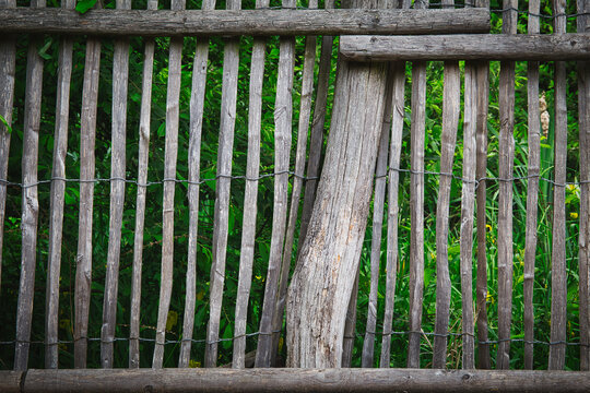 The tree in the fence